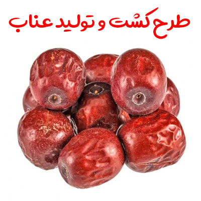 طرح کشت و تولید عناب